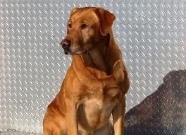 Copper — Sire