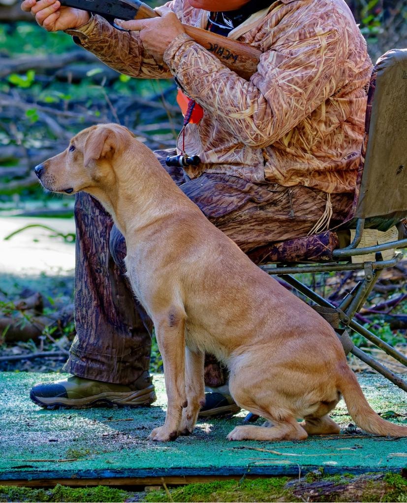 Pete × Babe litter — yellow Labrador puppy