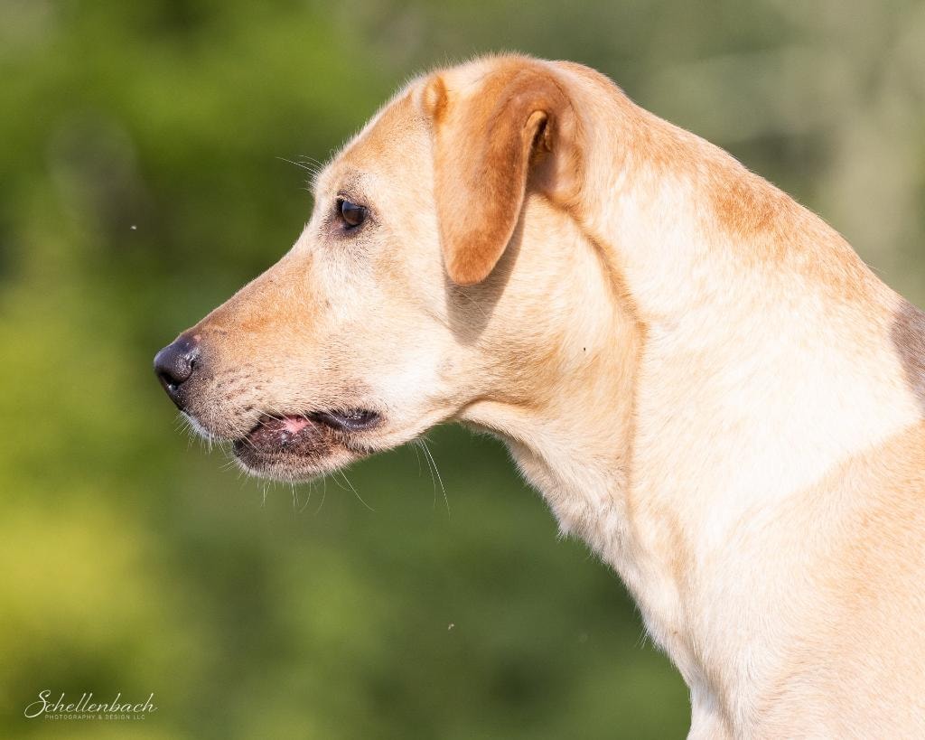 Yellow Labrador Retriever portrait