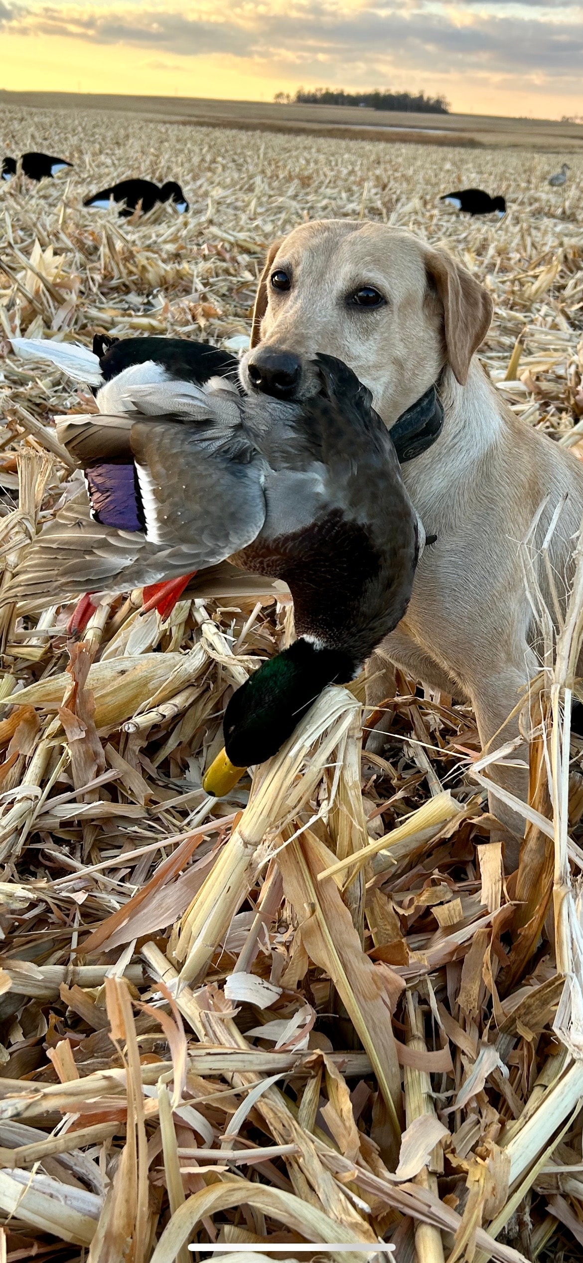 Hunter with Labrador Retriever in the field wearing Sycamore Kennels apparel