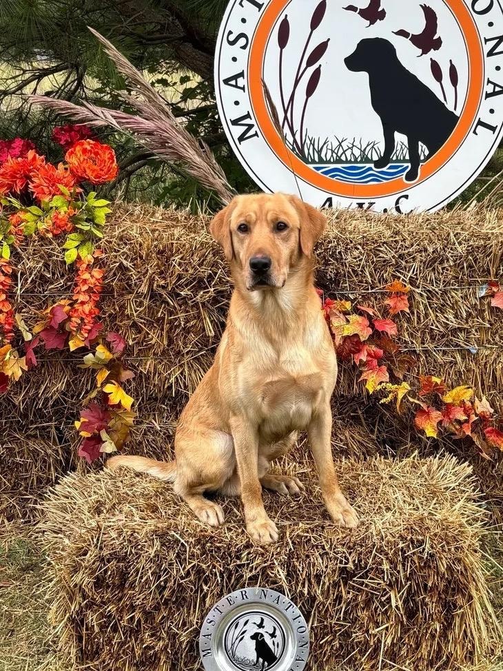 Judge — 3xGRHRCH Sycamore's American Muscle QAA MH MNR