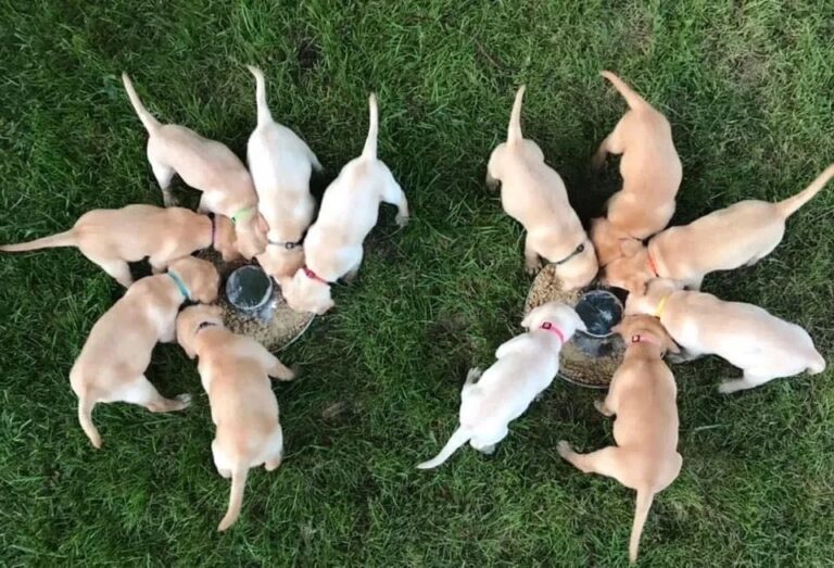 Doggy Day Care - #5
